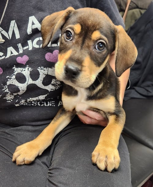DUNCAN - Rottweiler available for adoption