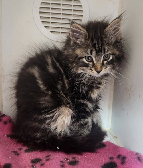 SOLO - Domestic Medium Hair available for adoption