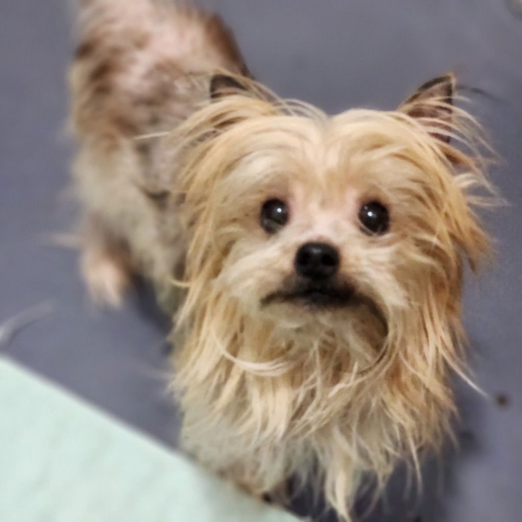 GRETA - Yorkshire Terrier Yorkie available for adoption