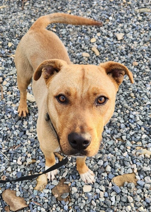 SIMBA - Pit Bull Terrier available for adoption