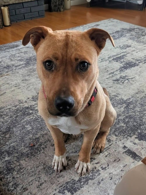 SIMBA - Pit Bull Terrier available for adoption