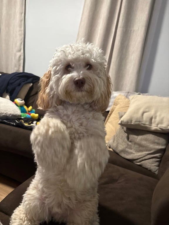 Otis Image