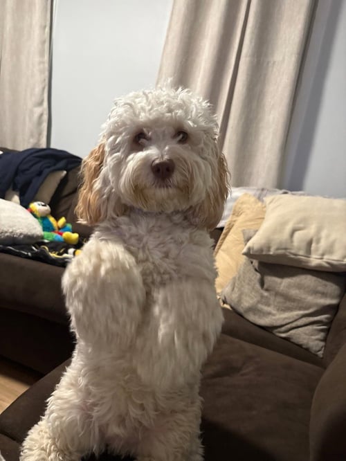 OTIS - Cockapoo available for adoption