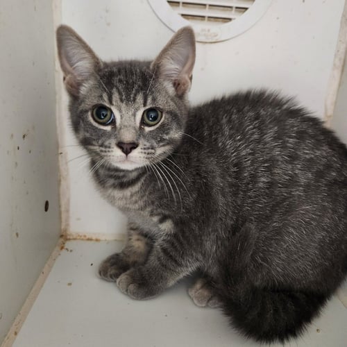 BANDIT - Domestic Short Hair available for adoption