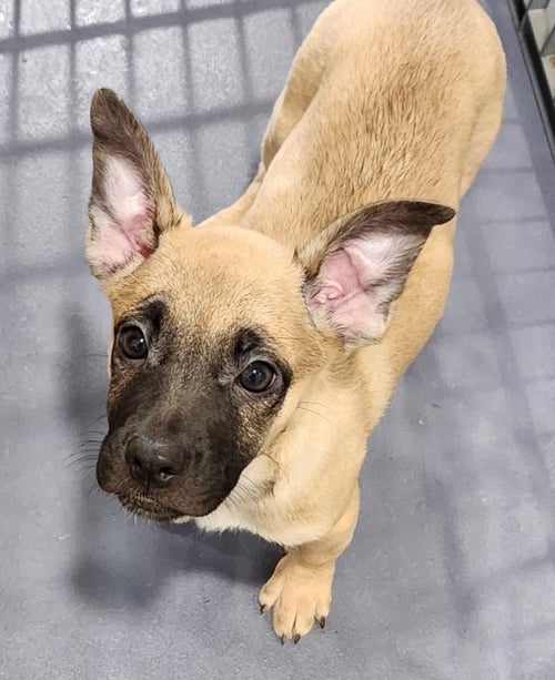 JUNIPER - Pug / Shepherd available for adoption