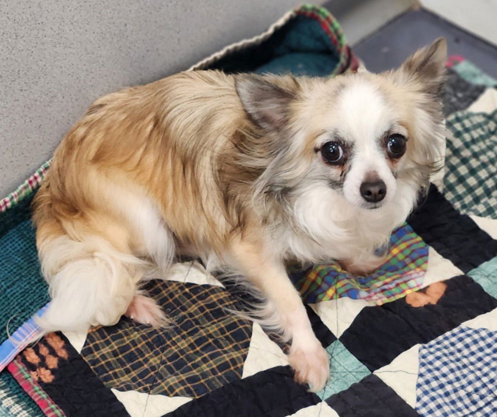 ETHEL - Chihuahua available for adoption