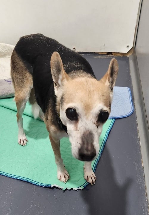 DOROTHY - Rat Terrier available for adoption