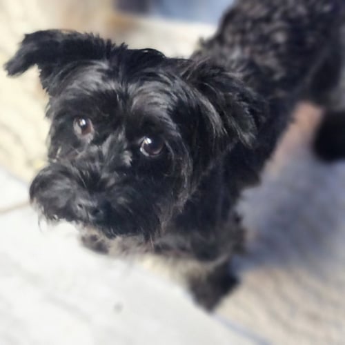 HALLIE - Yorkshire Terrier Yorkie available for adoption