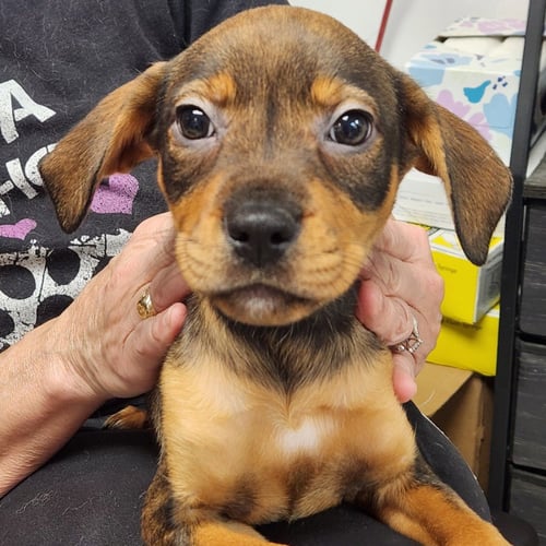 DOLLY - Rottweiler available for adoption