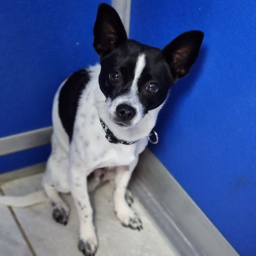 BRUNO - Rat Terrier / Chihuahua available for adoption