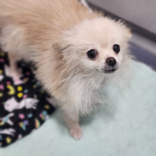 MIMI - Pomeranian available for adoption