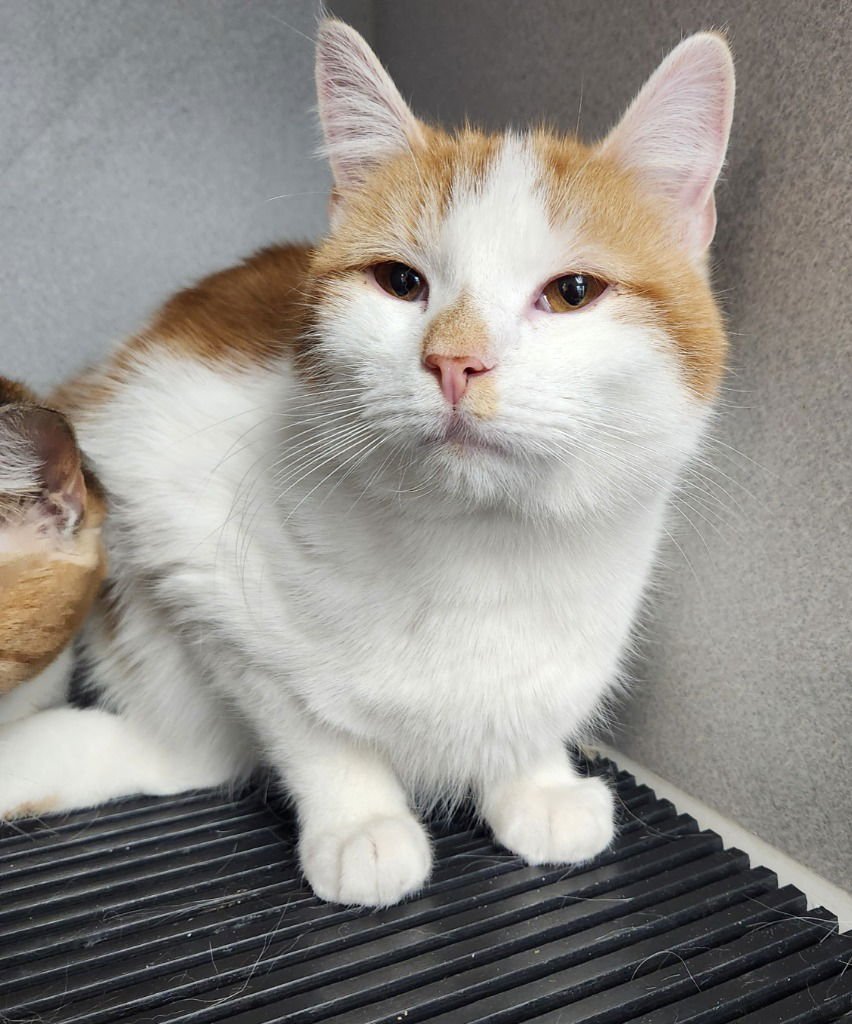 COLBY - Domestic Medium Hair available for adoption