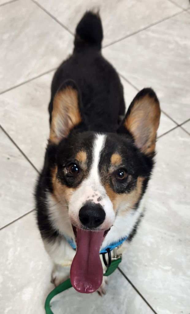 KNIGHT - Welsh Corgi available for adoption