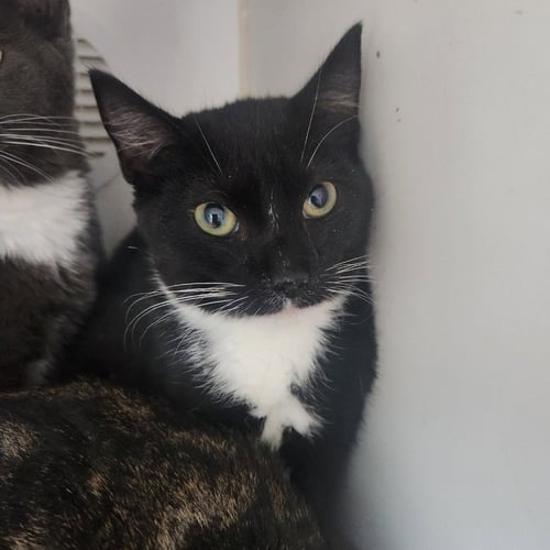 CLOVER - Domestic Short Hair available for adoption