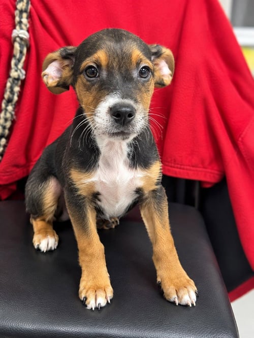 GOMEZ - Terrier available for adoption