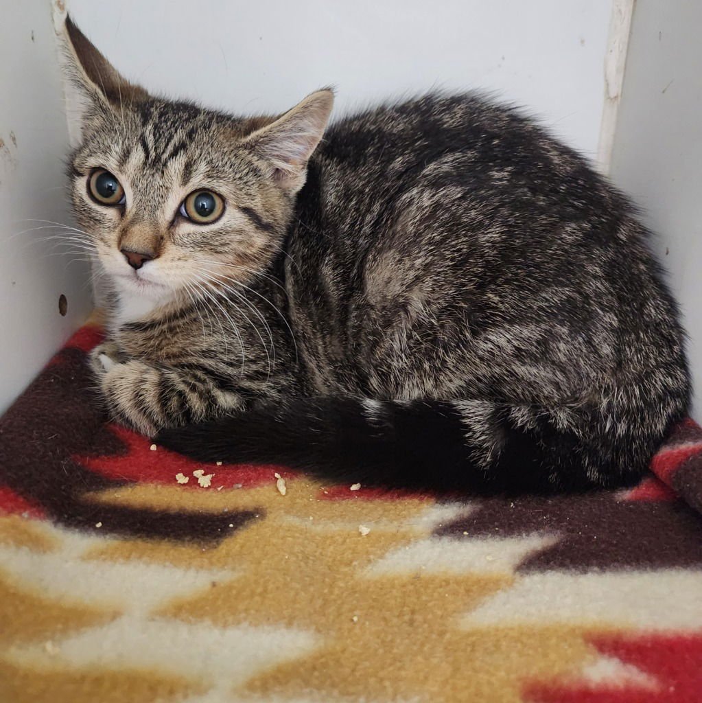 DAISY - Domestic Short Hair available for adoption