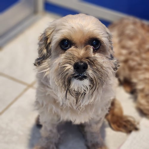 ARTHUR - Shih Tzu / Yorkshire Terrier Yorkie for adoption in Allentown