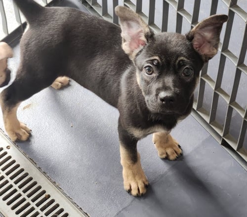 BIRCH - Pug / Shepherd available for adoption