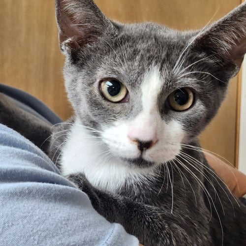 MOCHI - Domestic Short Hair available for adoption