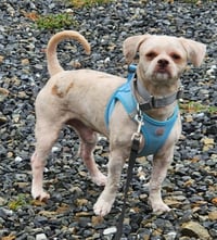 Rocky - Photo 2