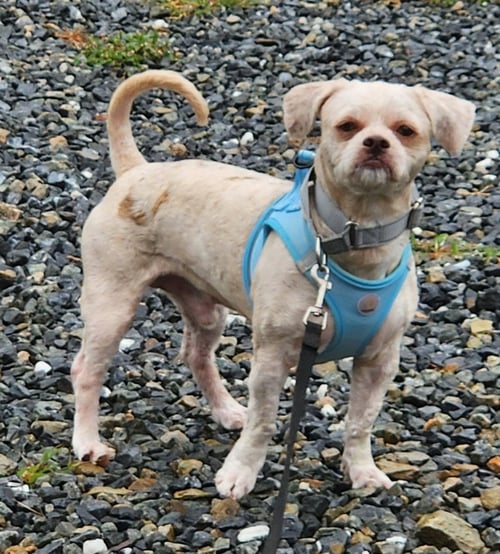ROCKY - Shih Tzu available for adoption