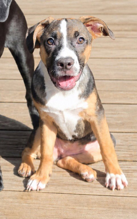 MAGNOLIA - Pug / Shepherd available for adoption