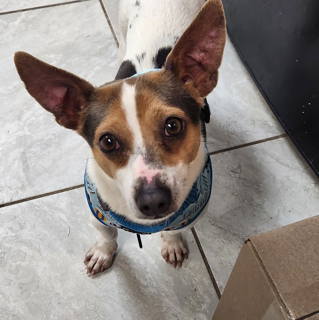 PLUTO - Jack Russell Terrier / Chihuahua available for adoption