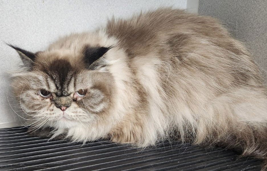 DEMBE - Himalayan available for adoption