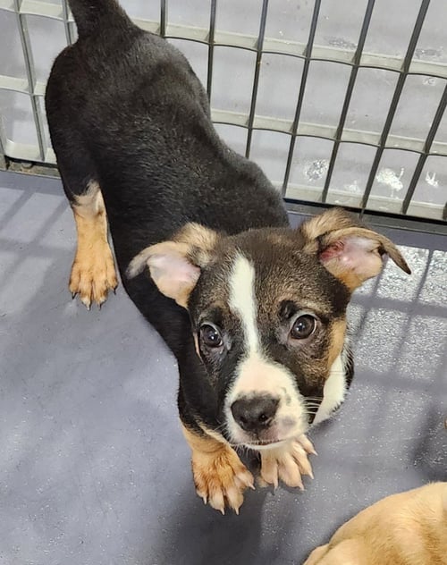 MAGNOLIA - Pug / Shepherd available for adoption