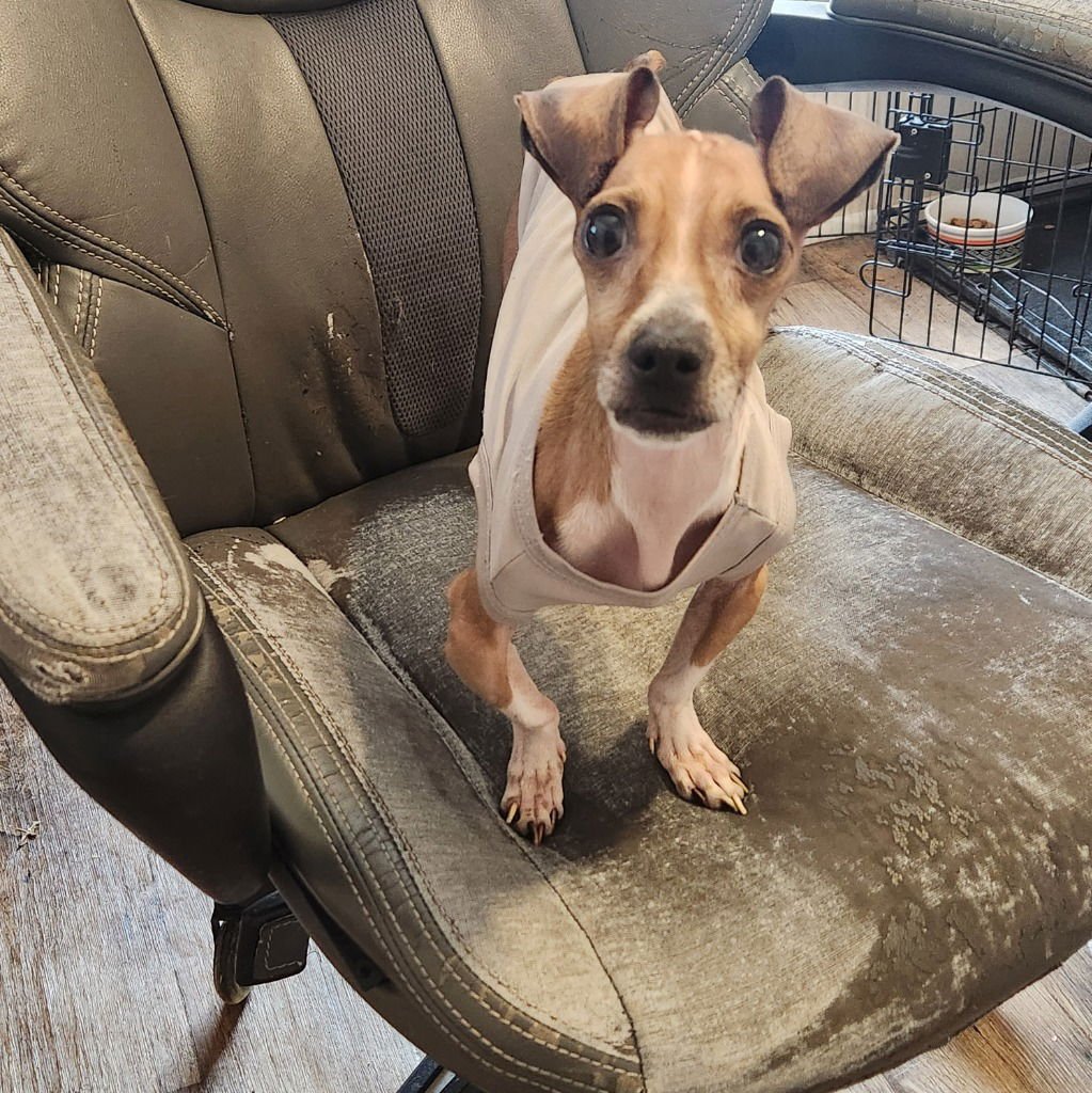 SPICE - Jack Russell Terrier / Chihuahua available for adoption