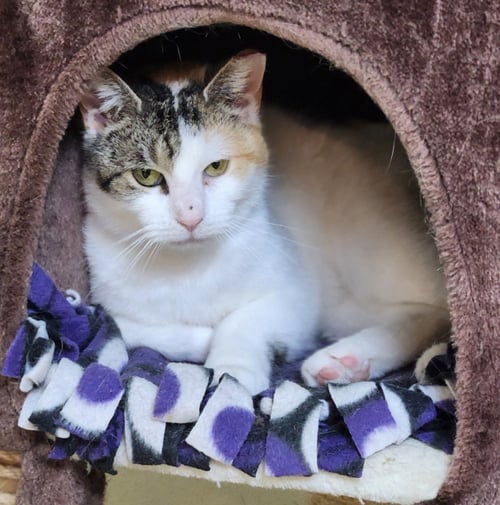 CANDY - Calico available for adoption