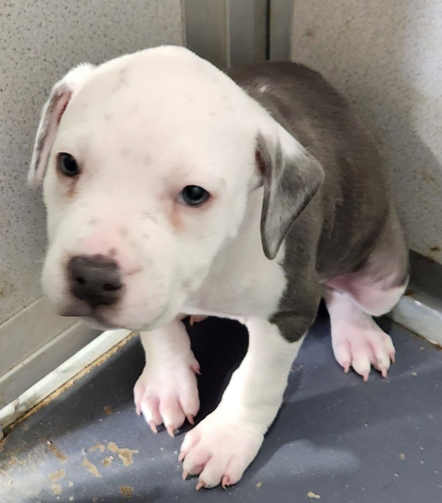 BUBBA - American Bulldog available for adoption