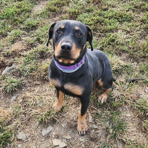 DOTTIE - Rottweiler available for adoption