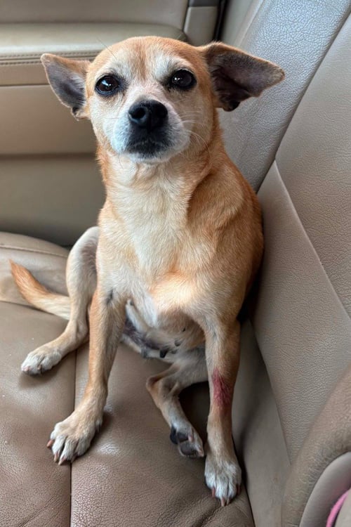 KIWI - Chihuahua for adoption in Allentown