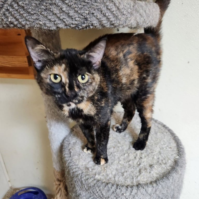 Etta Image