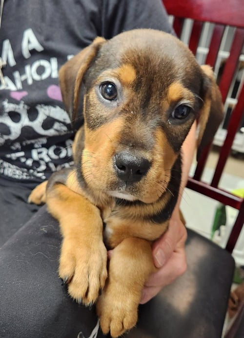 DOZER - Rottweiler available for adoption