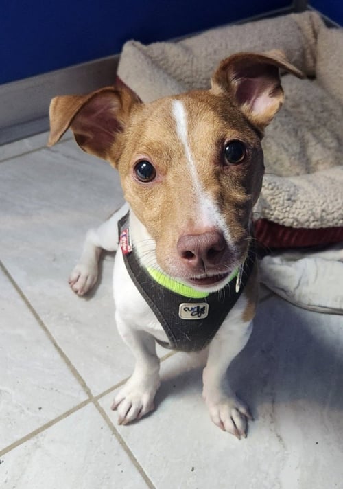 JACK - Jack Russell Terrier available for adoption