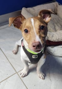 Jack - Photo 1