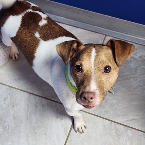 JACK - Jack Russell Terrier available for adoption
