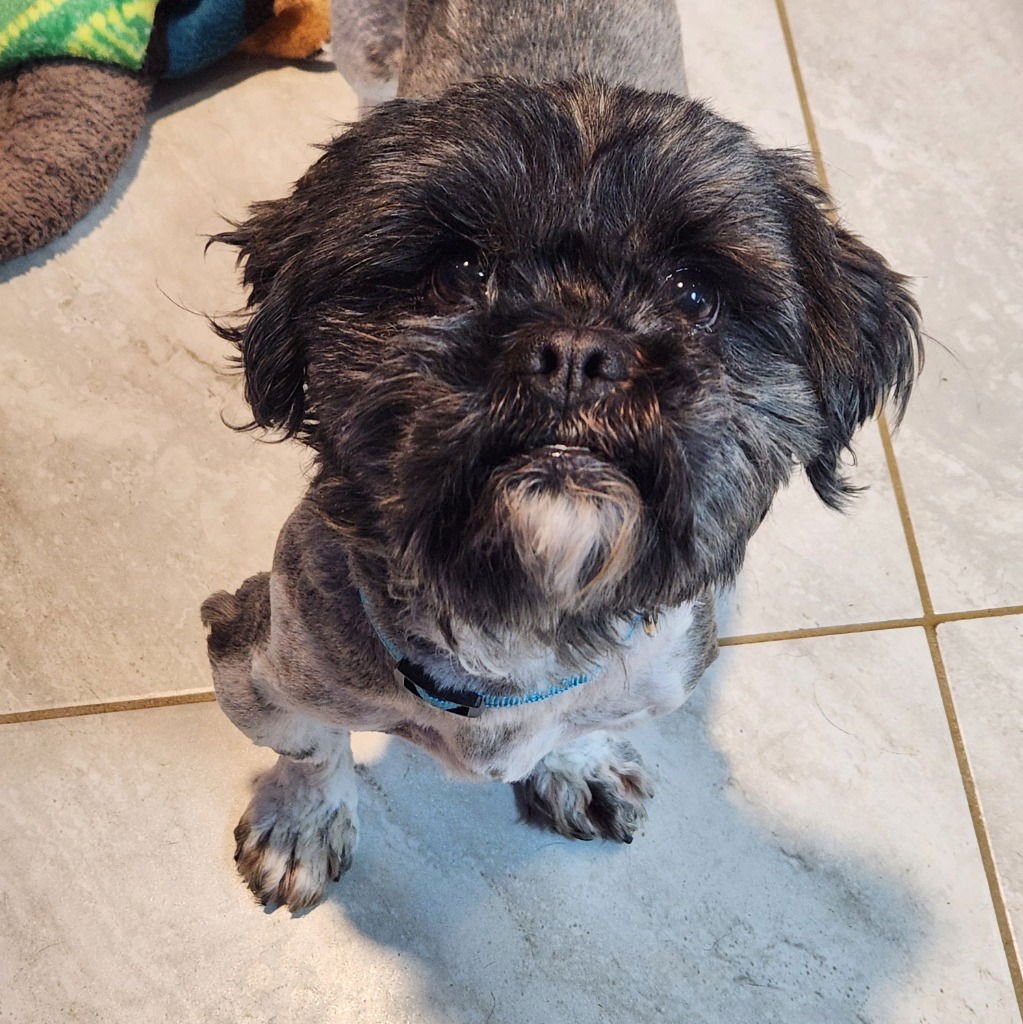 SNICKERS - Shih Tzu available for adoption