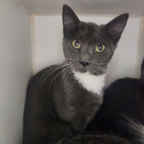 SAGE - Domestic Short Hair available for adoption