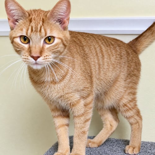 GARFIELD - Domestic Short Hair available for adoption