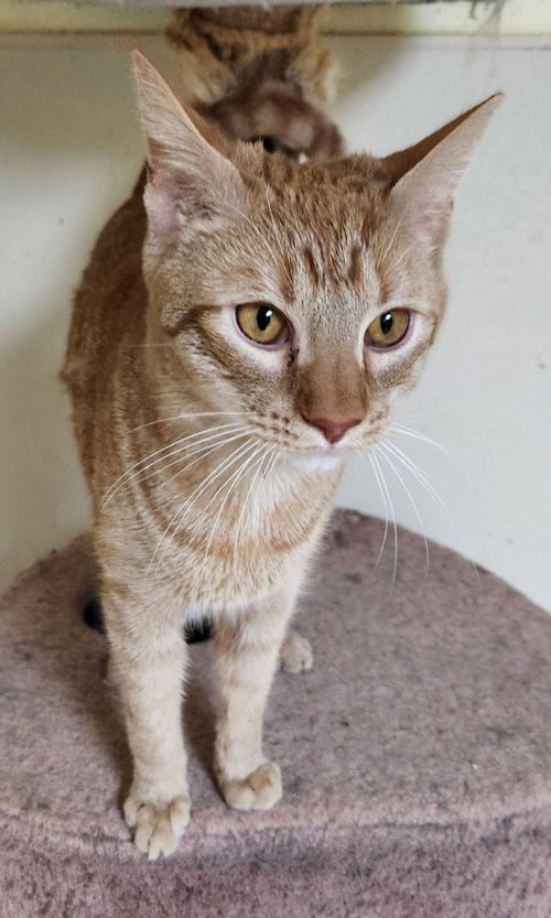 GARFIELD - Domestic Short Hair available for adoption