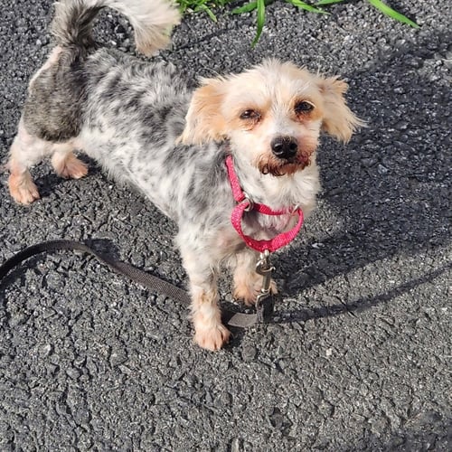 GINGER - Maltese / Yorkshire Terrier Yorkie for adoption in Allentown