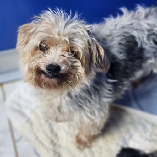 GINGER - Maltese / Yorkshire Terrier Yorkie available for adoption