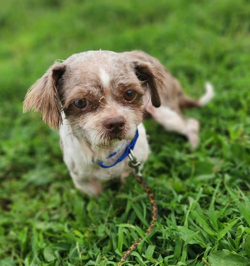 GINGER - Maltese / Yorkshire Terrier Yorkie available for adoption