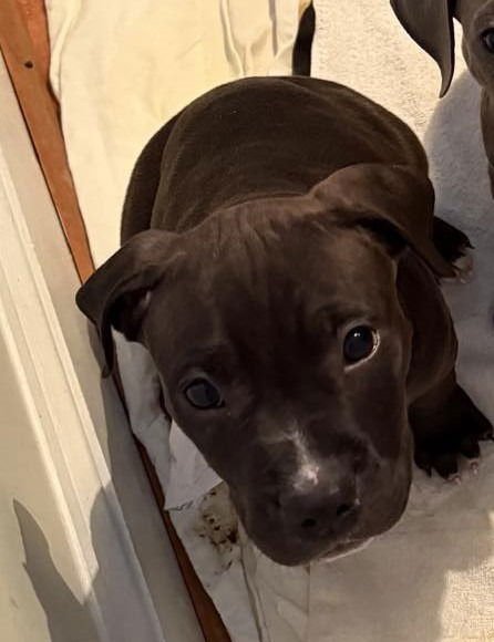 PEAK - Pit Bull Terrier available for adoption