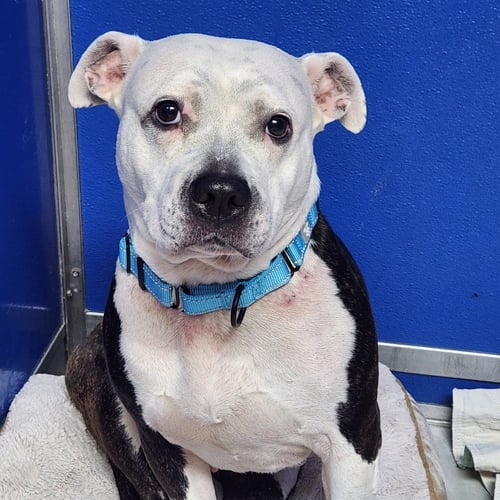 STORMY - Pit Bull Terrier for adoption in Bethlehem