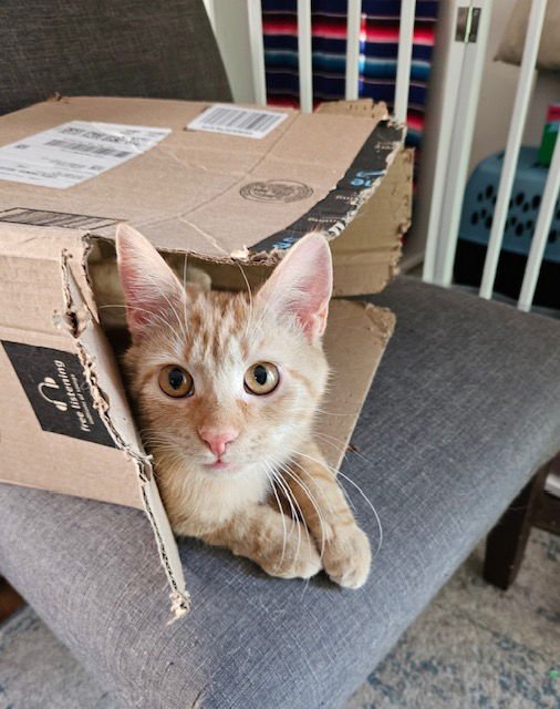 TRAFFIC CONE - Domestic Short Hair available for adoption