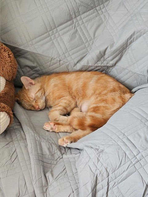 TRAFFIC CONE - Domestic Short Hair available for adoption